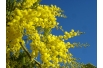 Silber-Akazie - Acacia Dealbata - marieValet, Public domain, via Wikimedia Commons