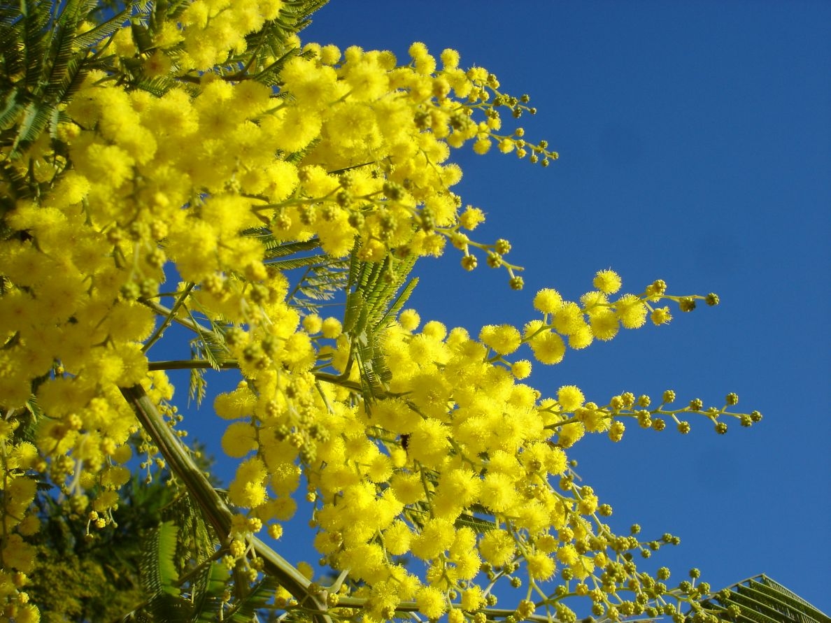 Mimosa - Acacia Dealbata
