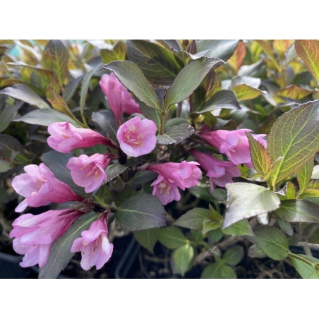 Paarse Weigelia Minor Black, dwerg — Weigela florida Minor Black® - Jardins du Monde be