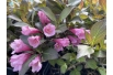 Paarse Weigelia Minor Black, dwerg — Weigela florida Minor Black® - Jardins du Monde be