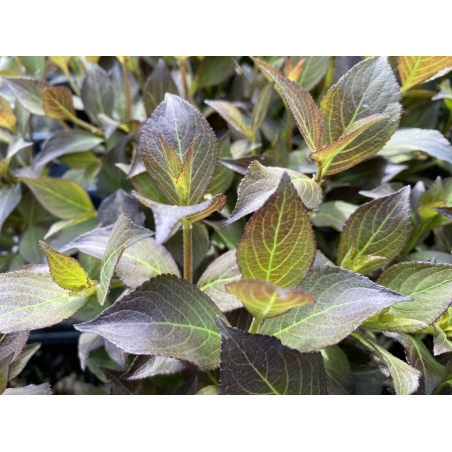 Dunkelrotblättrige Weigelie Minor Black®, Zwerg — Weigela florida Minor Black® - Jardins du Monde be