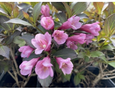 Paarse Weigelia Minor Black, dwerg — Weigela florida Minor Black® - Jardins du Monde be