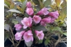 Weigelia pourpre Minor Black, nain — Weigela florida Minor Black® - Jardins du Monde be
