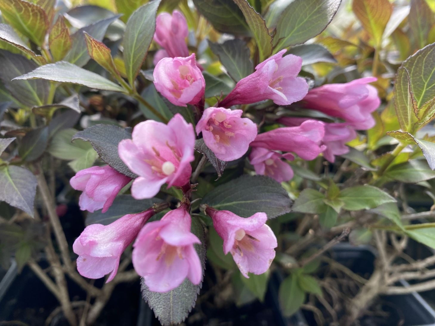 Paarse Weigelia Minor Black, dwerg — Weigela florida Minor Black®