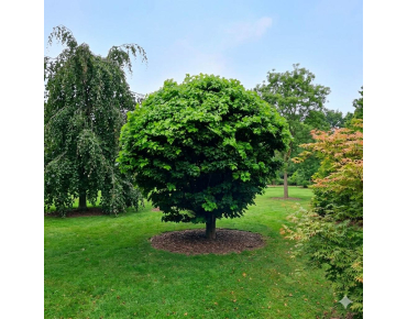 Dwarf Swamp Spanish oak - Quercus palustris Isabel - Jardins du Monde be