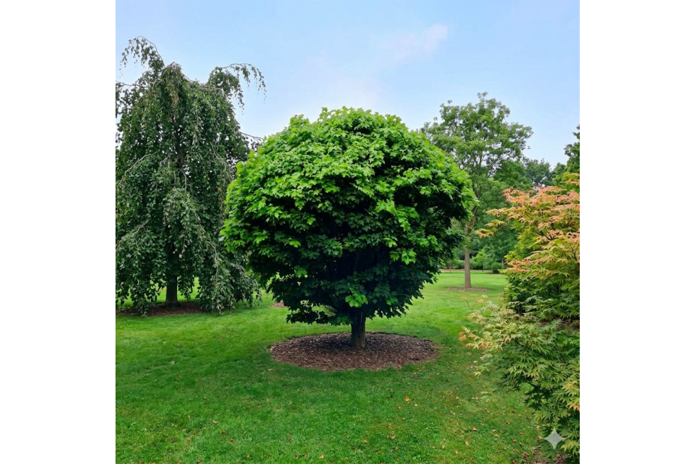 Chêne des marais nain - Quercus palustris Isabel - Jardins du Monde be