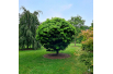 Dwarf Swamp Spanish oak - Quercus palustris Isabel - Jardins du Monde be