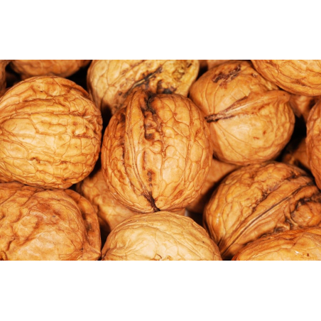 Walnoot Tulare - Juglans regia Tulare - Jardins du Monde be