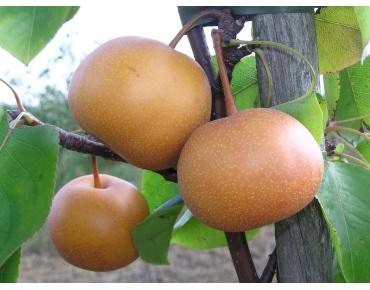 Nashi-peer Chojuro - Pyrus pyrifolia Chojuro - Glysiak, CC BY-SA 4.0  via Wikimedia Commons