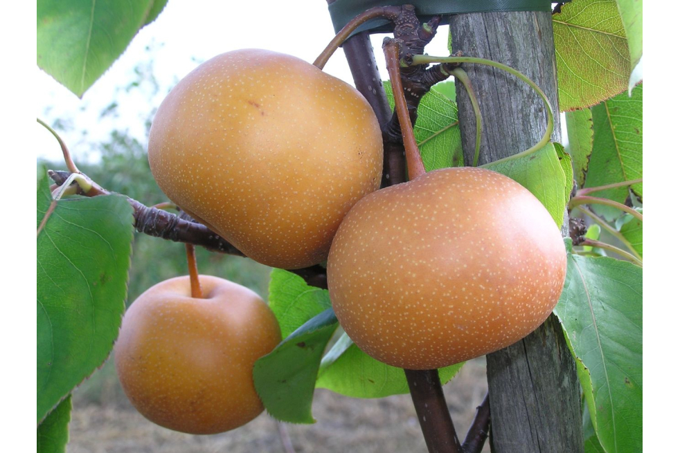 Poirier Nashi Chojuro - Pyrus pyrifolia Chojuro - Glysiak, CC BY-SA 4.0  via Wikimedia Commons