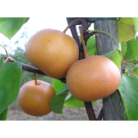 Nashi Pear Chojuro - Pyrus pyrifolia Chojuro - Glysiak, CC BY-SA 4.0  via Wikimedia Commons