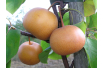 Nashi-peer Chojuro - Pyrus pyrifolia Chojuro - Glysiak, CC BY-SA 4.0  via Wikimedia Commons
