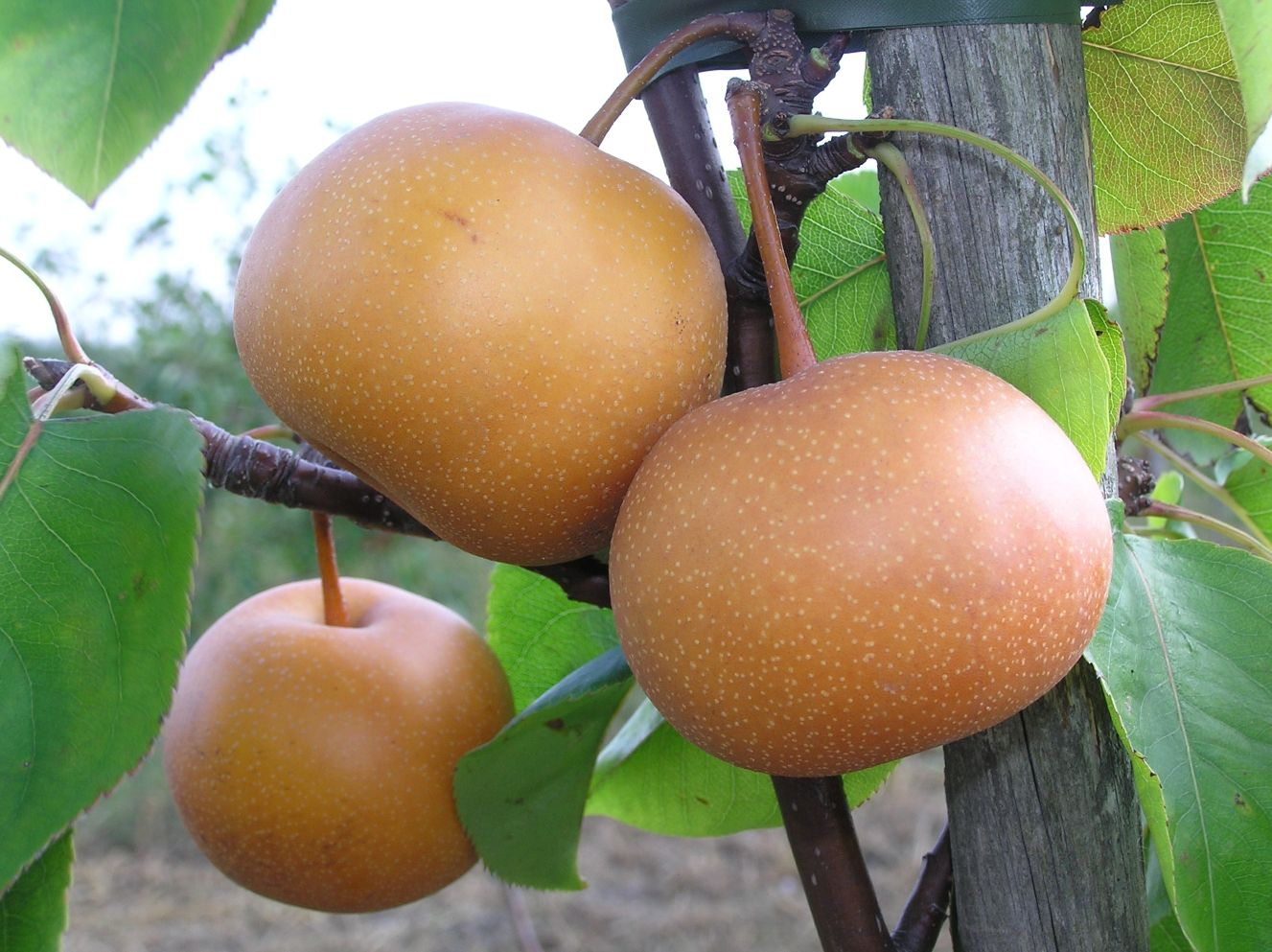 Nashi-peer Chojuro - Pyrus pyrifolia Chojuro