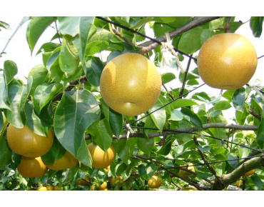 Nashi Pear Nijisseiki - Pyrus pyrifolia Nijisseiki - katorisi, CC BY 3.0, via Wikimedia Commons