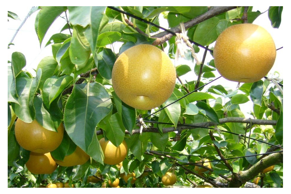 Poirier Nashi Nijisseiki - Pyrus pyrifolia Nijisseiki - katorisi, CC BY 3.0, via Wikimedia Commons