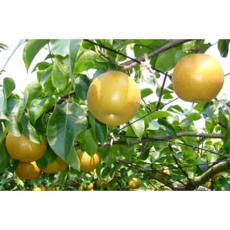 Poirier Nashi Nijisseiki - Pyrus pyrifolia Nijisseiki - katorisi, CC BY 3.0, via Wikimedia Commons