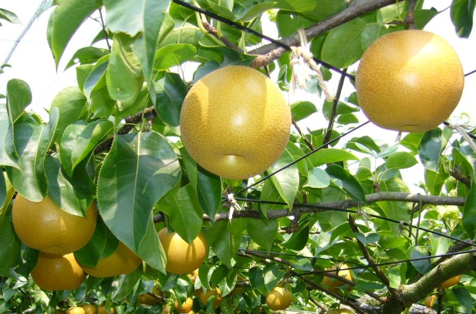 Nashi Pear Nijisseiki - Pyrus pyrifolia Nijisseiki