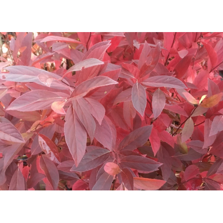 Amerikanische Rosmarinweide Henry's Garnet - Itea virginica 'Henry's Garnet'