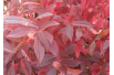 Itéa de Virginie ‘Henry’s Garnet’ - Itea virginica 'Henry's Garnet'