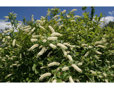 Virginia sweetspire Henry's Garnet - Itea virginica 'Henry's Garnet'