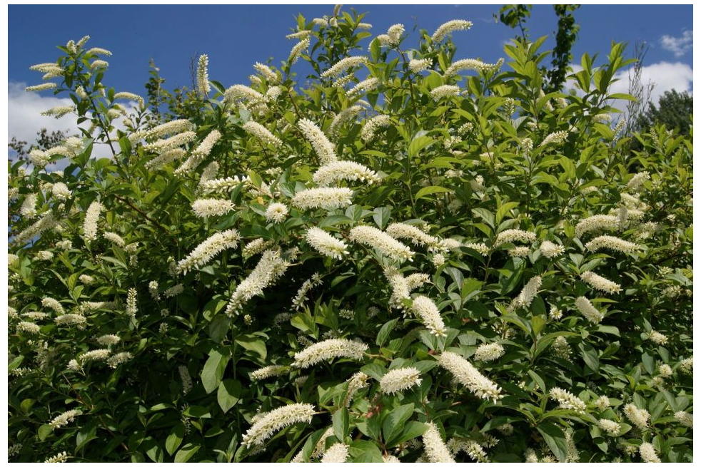 Virginia sweetspire Henry's Garnet - Itea virginica 'Henry's Garnet'