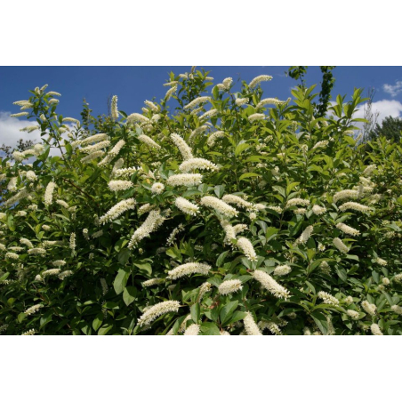 Virginia sweetspire Henry's Garnet - Itea virginica 'Henry's Garnet'