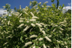 Amerikanische Rosmarinweide Henry's Garnet - Itea virginica 'Henry's Garnet'