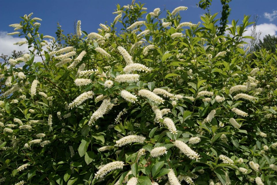 Bloemwilg Henry's Garnet - Itea virginica 'Henry's Garnet'