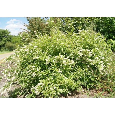 Amerikanische Rosmarinweide Henry's Garnet - Itea virginica 'Henry's Garnet'