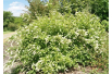 Bloemwilg Henry's Garnet - Itea virginica 'Henry's Garnet'