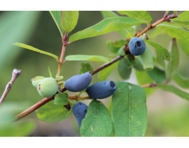 Honigbeere - Sibirische Blaubeere - Lonicera caerulea kamtschatica