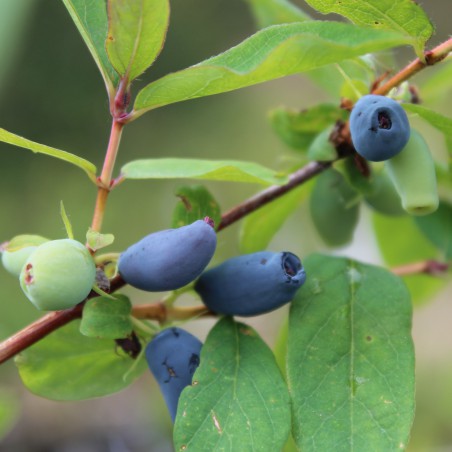 Honingbes - Lonicera caerulea kamtschatica