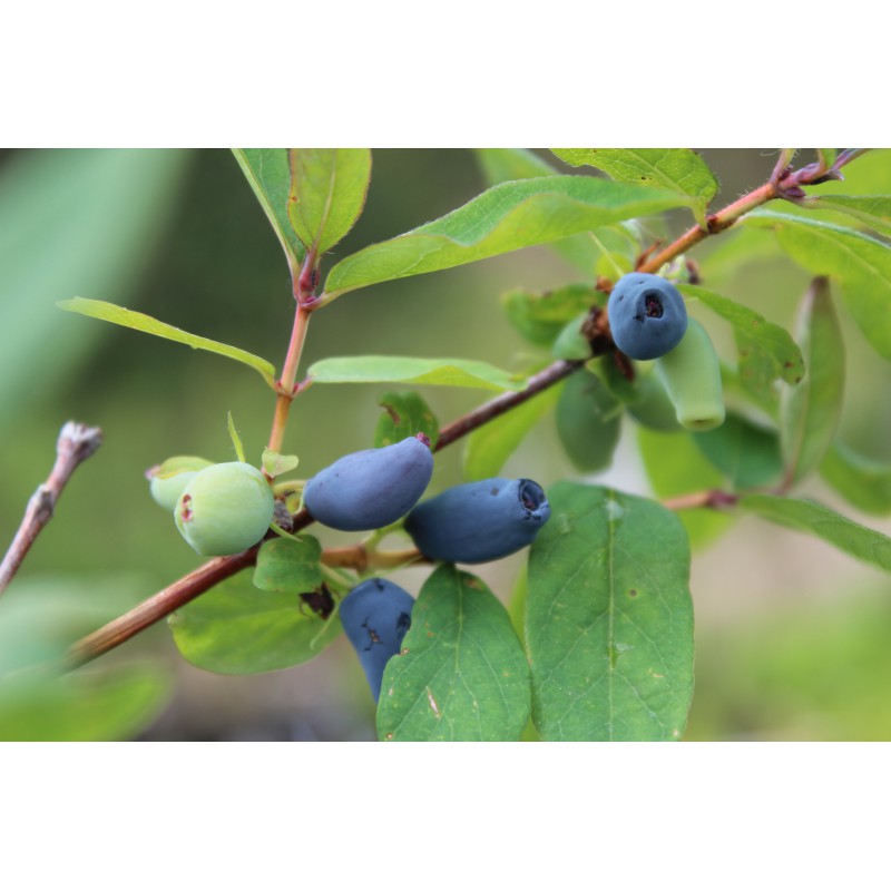 Honeyberry Lonicera kamtschatica