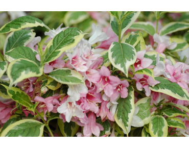 Bonte weigelia – Weigela florida 'Variegata' – Jardins du Monde be