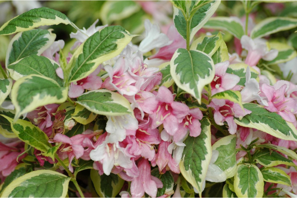 Weigelie Variegata – Weigela florida 'Variegata' – Jardins du Monde be