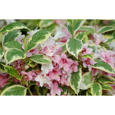 Bonte weigelia – Weigela florida 'Variegata' – Jardins du Monde be