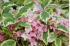Weigelia panaché – Weigela florida 'Variegata' - Jardins du Monde be