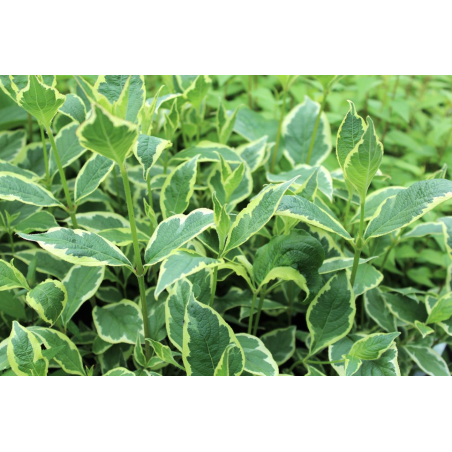 Variegated Weigelia – Weigela florida 'Variegata' – Jardins du Monde be