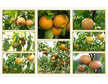 Poiriers Nashis - Pyrus pyrifolia - Jardins du Monde be