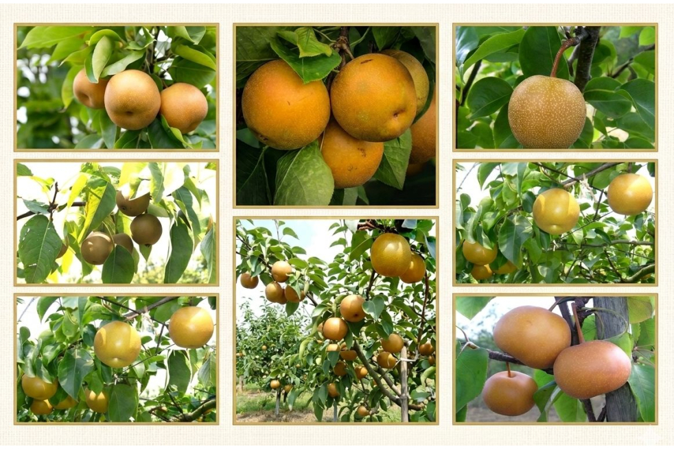 Poiriers Nashis - Pyrus pyrifolia - Jardins du Monde be