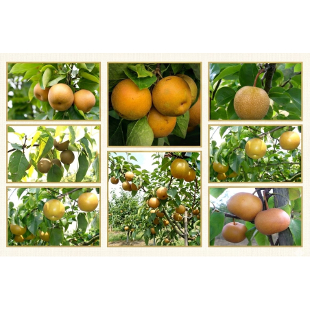 Poiriers Nashis - Pyrus pyrifolia - Jardins du Monde be