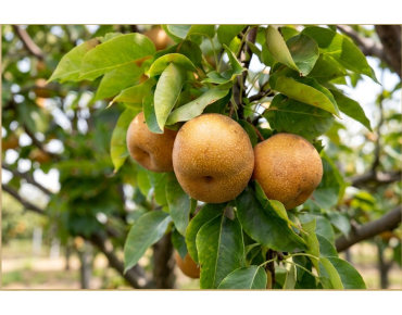 Nashi-peer Tama - Pyrus pyrifolia 'Tama' - Jardins du Monde be