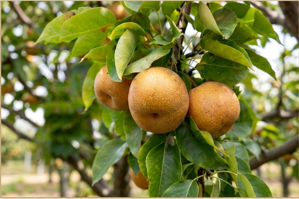 Nashi-peer Tama - Pyrus pyrifolia 'Tama' - Jardins du Monde be