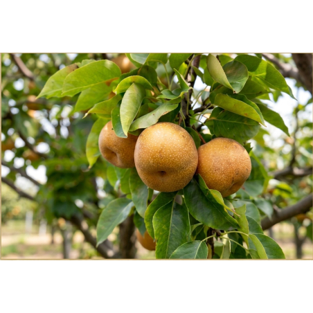 Nashi Pear Tama - Pyrus pyrifolia 'Tama' - Jardins du Monde be