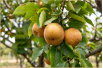 Poirier Nashi Tama - Pyrus pyrifolia 'Tama' - Jardins du Monde be