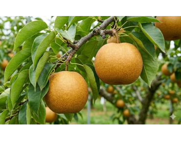 Poirier Nashi Hosui - Pyrus Pyrifolia Hosui - Jardins du Monde be