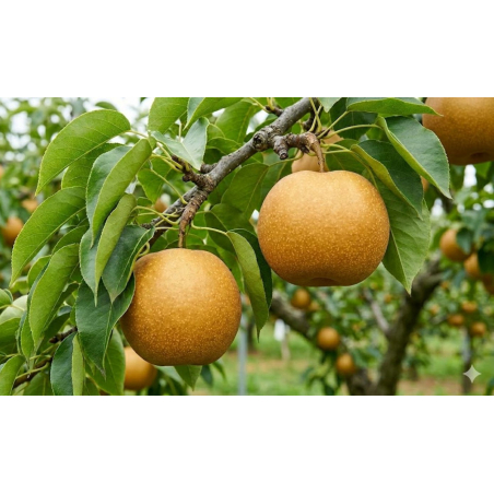 Nashi-peer Hosui- Pyrus Pyrifolia Hosui - Jardins du Monde be