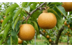 Nashi-peer Hosui- Pyrus Pyrifolia Hosui - Jardins du Monde be