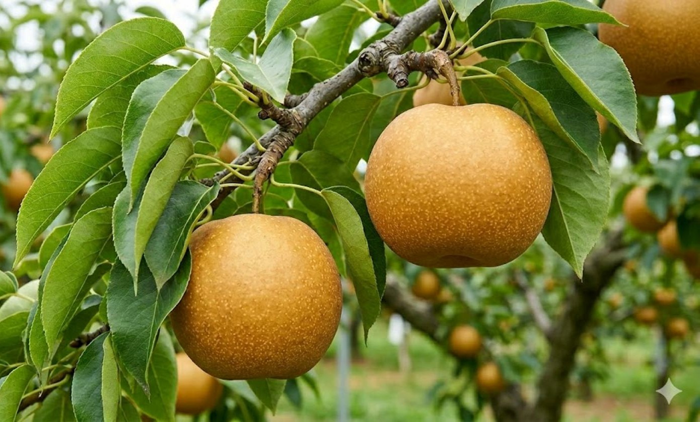 Nashi-peer Hosui - Pyrus Pyrifolia Hosui