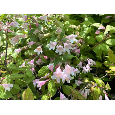 Beauty bush - Kolkwitzia amabilis